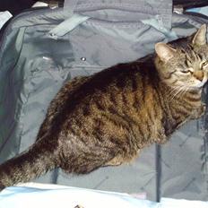 Huskat Pjevz (døde den 8/4-2012 kl. 00.25)