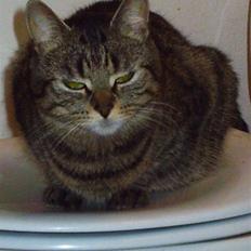 Huskat Pjevz (døde den 8/4-2012 kl. 00.25)