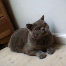 British Shorthair Felix fix