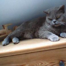 British Shorthair Felix fix