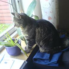 Blanding af racer sille 