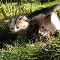 Huskat Blobber   † DØD †