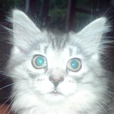 Blanding af racer basse