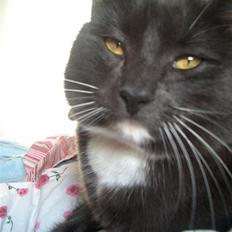 Blanding af racer Mulle DØD