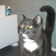 Blanding af racer Mulle DØD