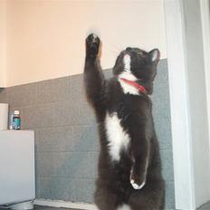 Blanding af racer Mulle DØD