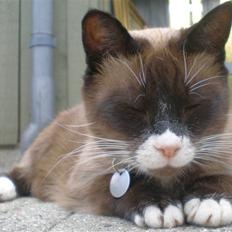 Blanding af racer  Oliver 