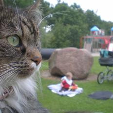 Blanding af racer  Zulu 'Skovkatblanding'