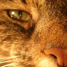 Blanding af racer  Zulu 'Skovkatblanding'