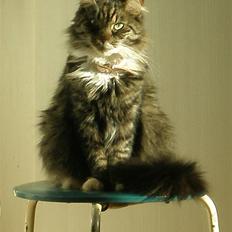 Blanding af racer  Zulu 'Skovkatblanding'