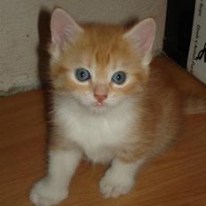 Blanding af racer Stitch