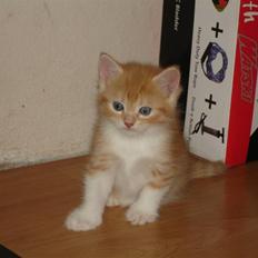 Blanding af racer Stitch