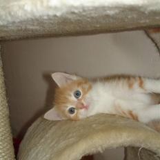 Blanding af racer Stitch