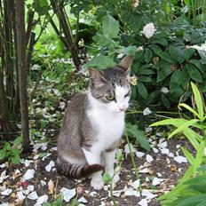 Blanding af racer Sille