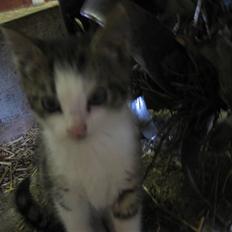 Blanding af racer Sille