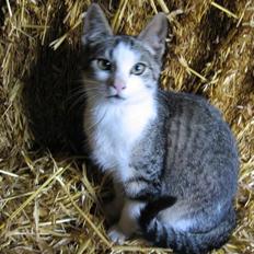 Blanding af racer Sille