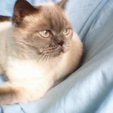 British Shorthair Fanny 