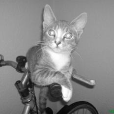 Blanding af racer Wisky * savner dig * 