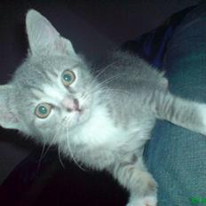 Blanding af racer Wisky * savner dig * 