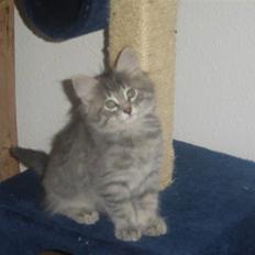 Norsk Skovkat Silver