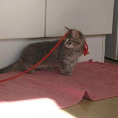 Norsk Skovkat Silver