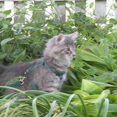 Norsk Skovkat Silver