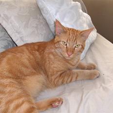 Blanding af racer Diego