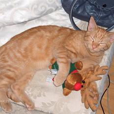 Blanding af racer Diego