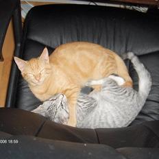 Blanding af racer Diego