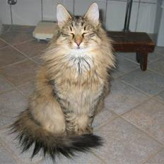 Norsk Skovkat Oskar <3