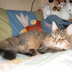 Norsk Skovkat Oskar <3