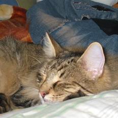 Norsk Skovkat Oskar <3