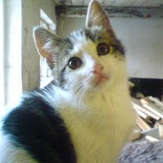 Blanding af racer Venus 