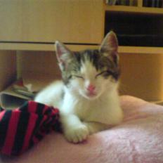 Blanding af racer Venus 