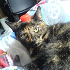 Huskat Amanda ( Mongo)<3