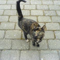 Huskat Amanda ( Mongo)<3