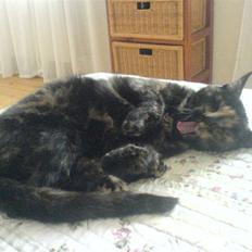 Huskat Amanda ( Mongo)<3