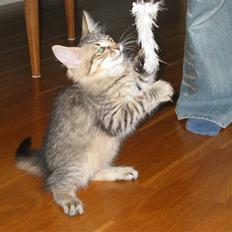 Norsk Skovkat Findus <3