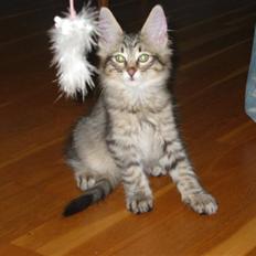 Norsk Skovkat Findus <3