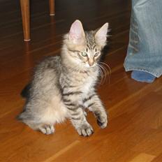 Norsk Skovkat Findus <3