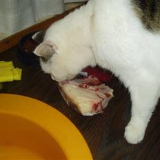 Blanding af racer Herkules