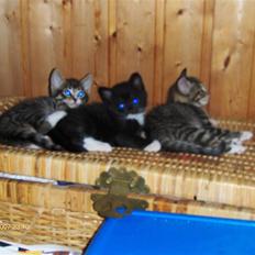 Blanding af racer Gigi's Killinger