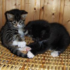 Blanding af racer Gigi's Killinger