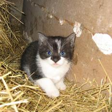 Blanding af racer Nusser