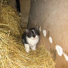 Blanding af racer Nusser