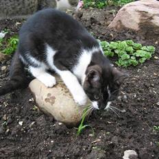 Blanding af racer Nusser