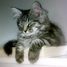 Norsk Skovkat Pierre