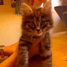 Norsk Skovkat Pierre