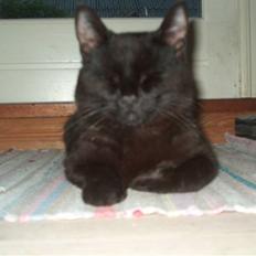 Huskat Blacki