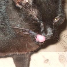 Huskat Blacki